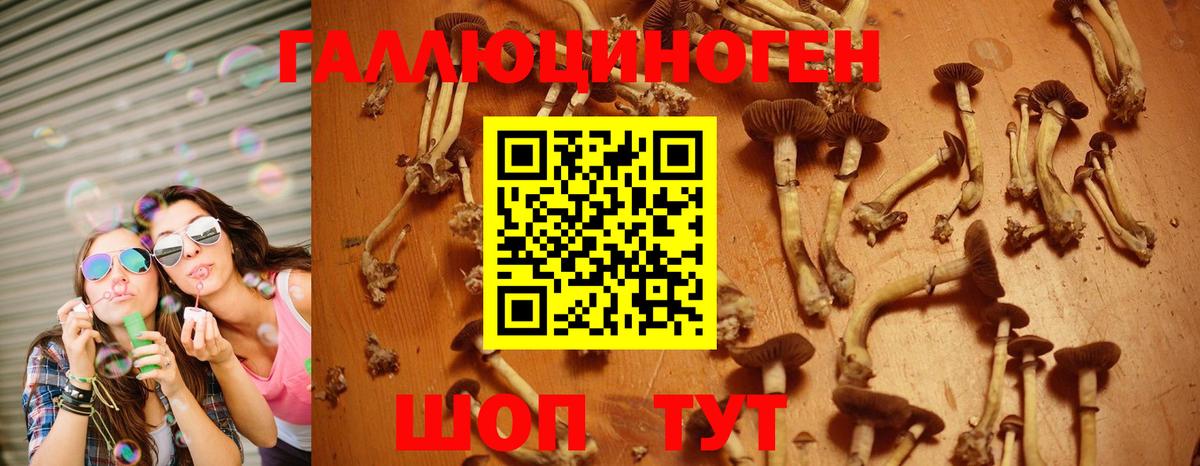 Галлюциногенные грибы Psilocybe Ухта